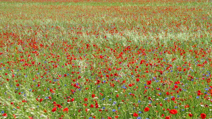 Casale Management - Travel - Italia - Umbria - Norcia - Castelluccio di Norcia - Trekking - Percorso - Outdoor - Neve - Fioritura - Vista paese - Tulipani
