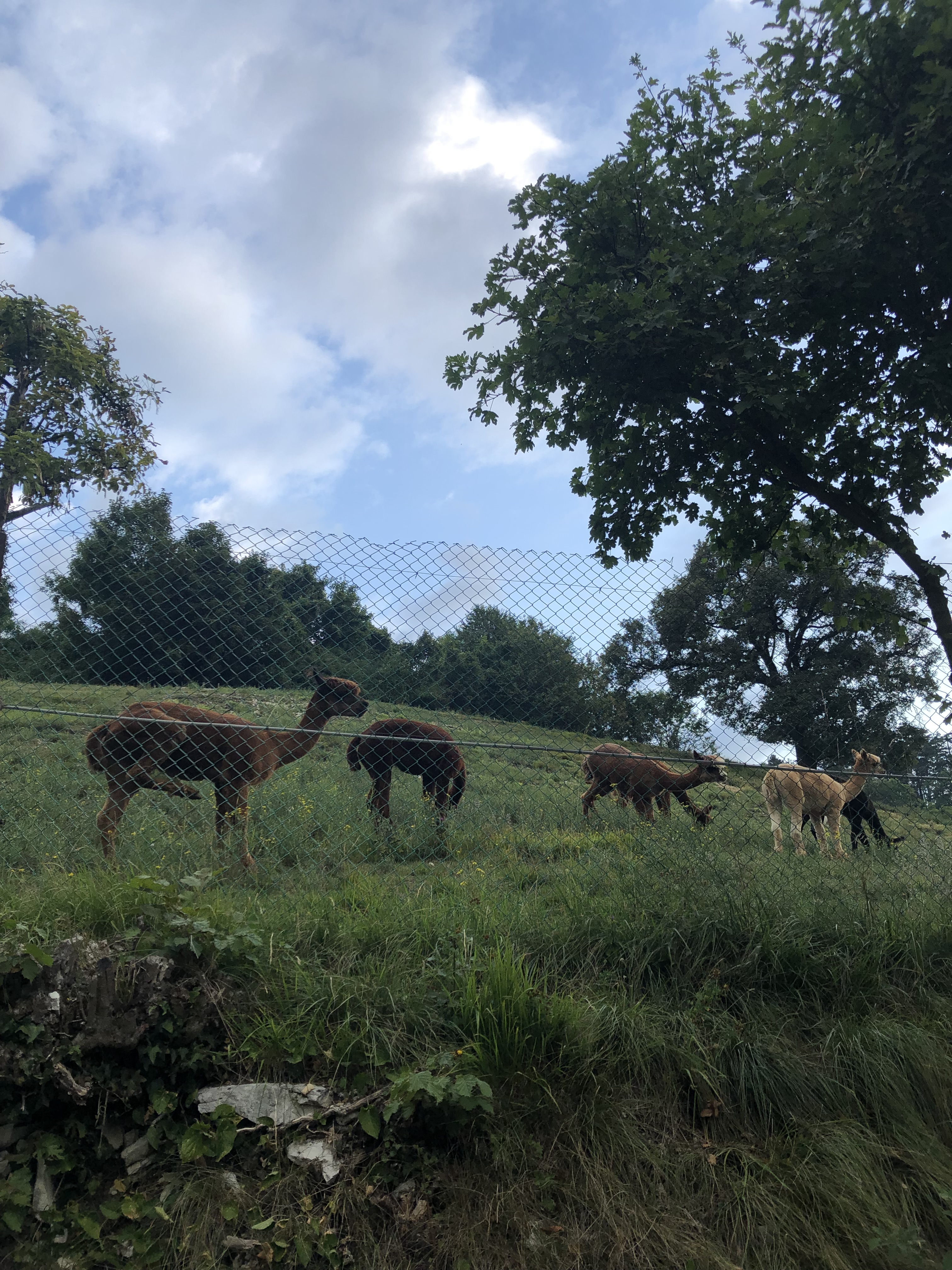 Italia - Italy - Casale Management - Travel - Veneto - Ferrara di Monte Baldo - Verona - Lago di Garda - Santuario Madonna della Corona - Alpaca